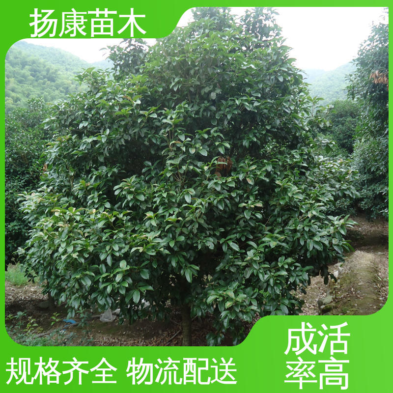 扬康苗木 丛虫桂花 公园景区装饰露地盆栽 适用性强 规格齐全