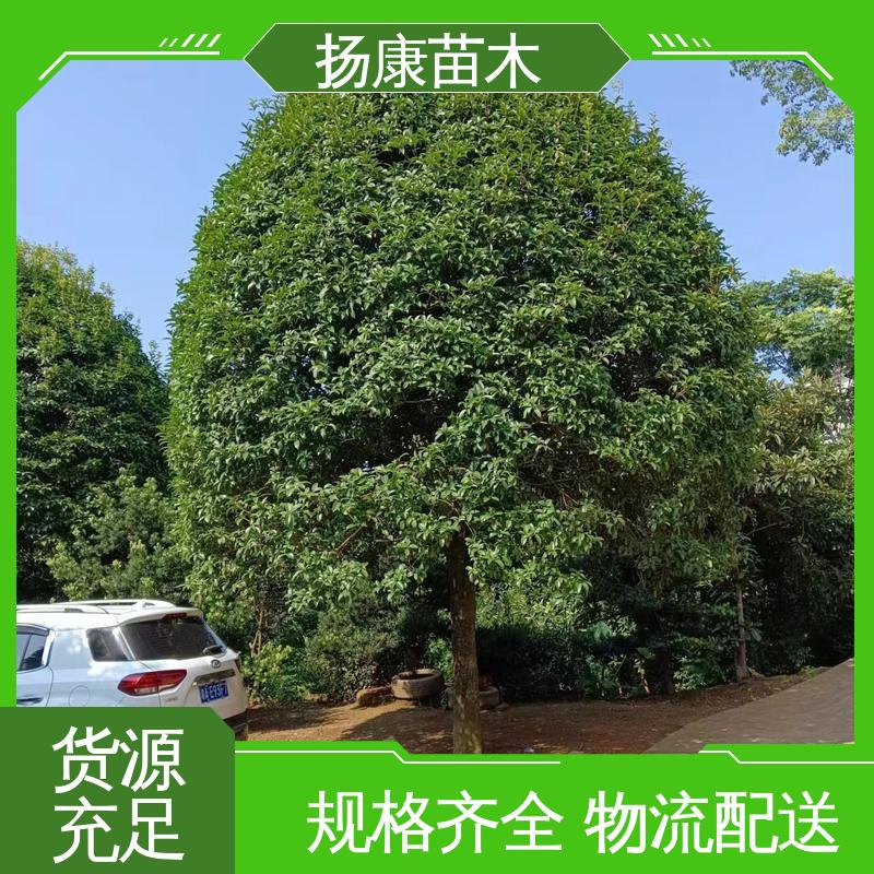 扬康苗木 基地供应 核花金柱 绿化工程行道树 适用性强 规格齐全