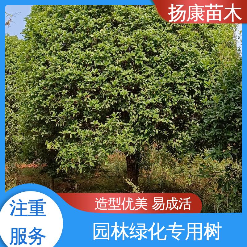 扬康苗木 乐 昌含笑苗 园林庭院造景植物 环境适应性强