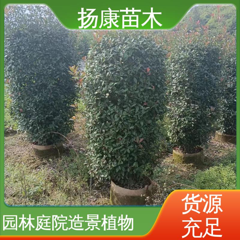 扬康苗木 基地供应 红叶南栓 绿化工程改造苗 枝叶紧密 美丽多姿