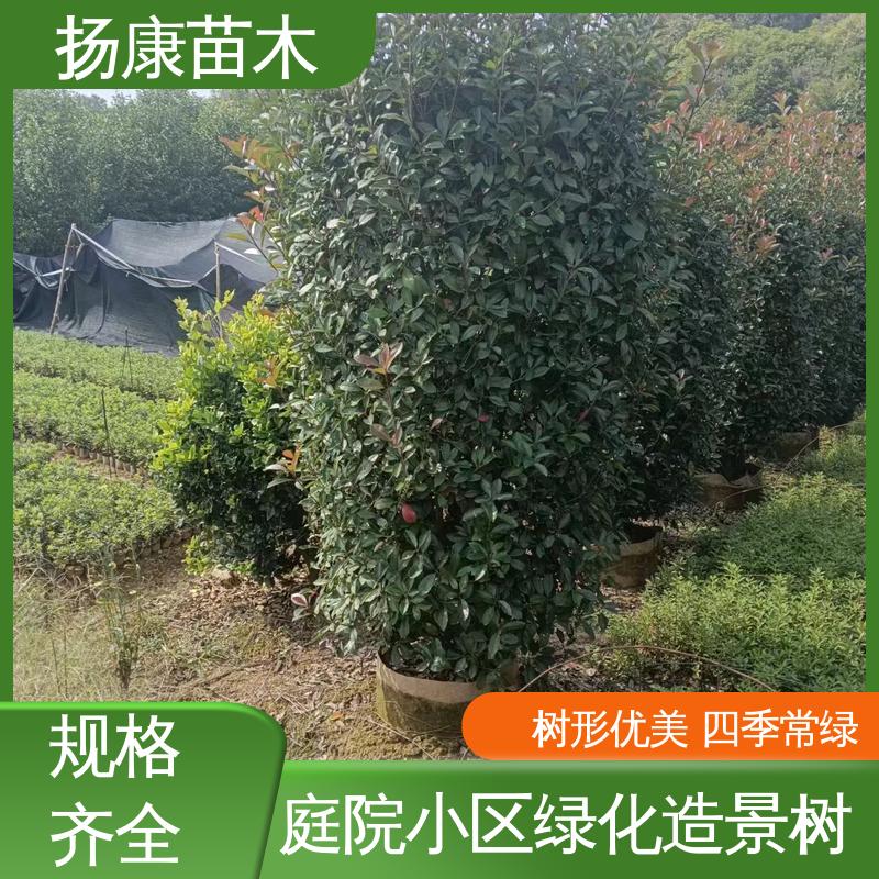 扬康苗木 基地供应 纸石楠球 绿化工程专用苗 高端大气美观
