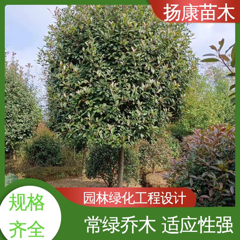 扬康苗木 红叶石楠球 园区道路绿化苗 树形丰富 成活率高