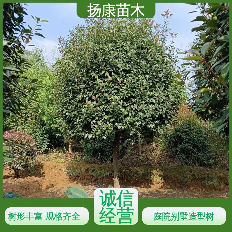 扬康苗木 红叶南栓 园林庭院造景植物 精致美丽 易成活