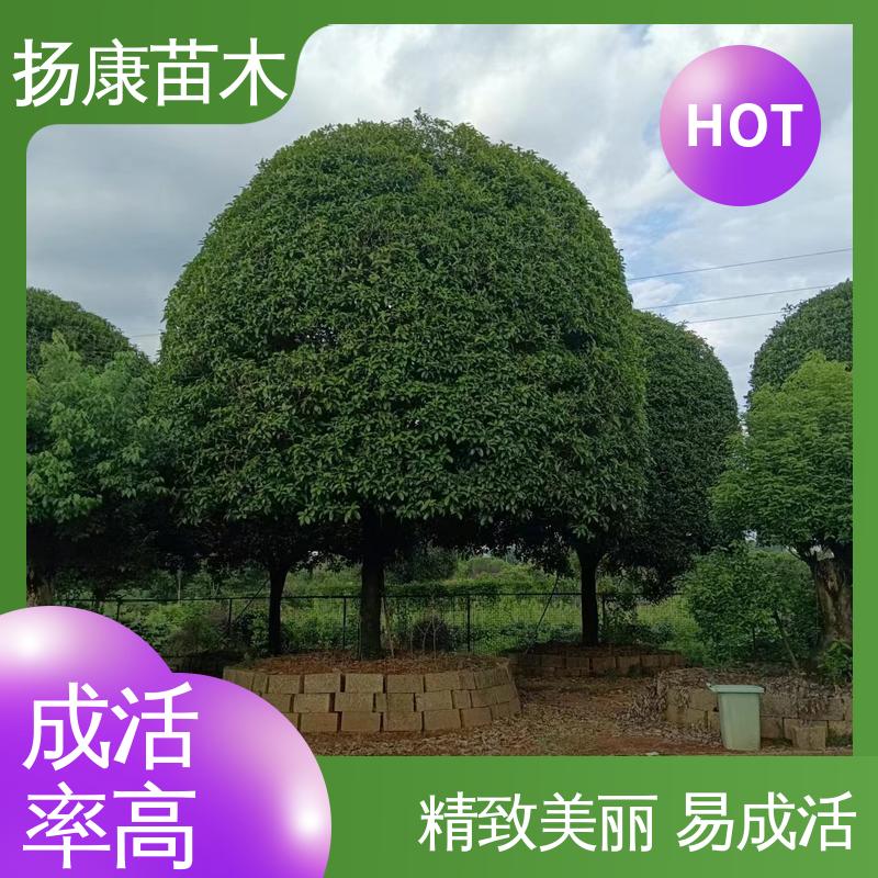 扬康苗木 基地供应 18公分丹桂 庭院别墅景观树 适用性强 规格齐全