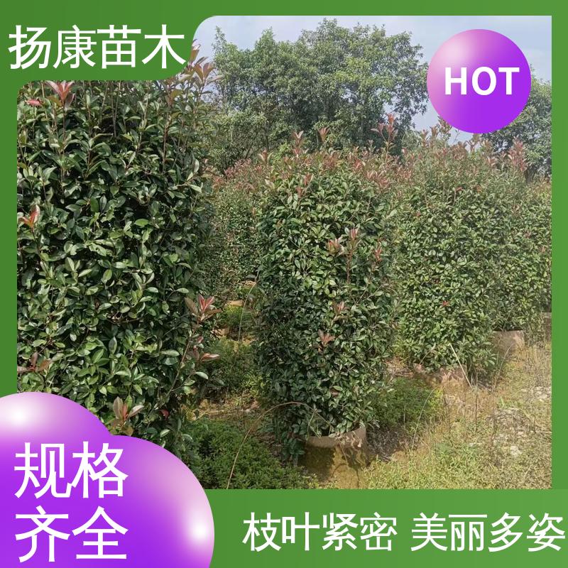 扬康苗木 红叶石楠树 园林绿化工程设计 枝叶紧密 美丽多姿