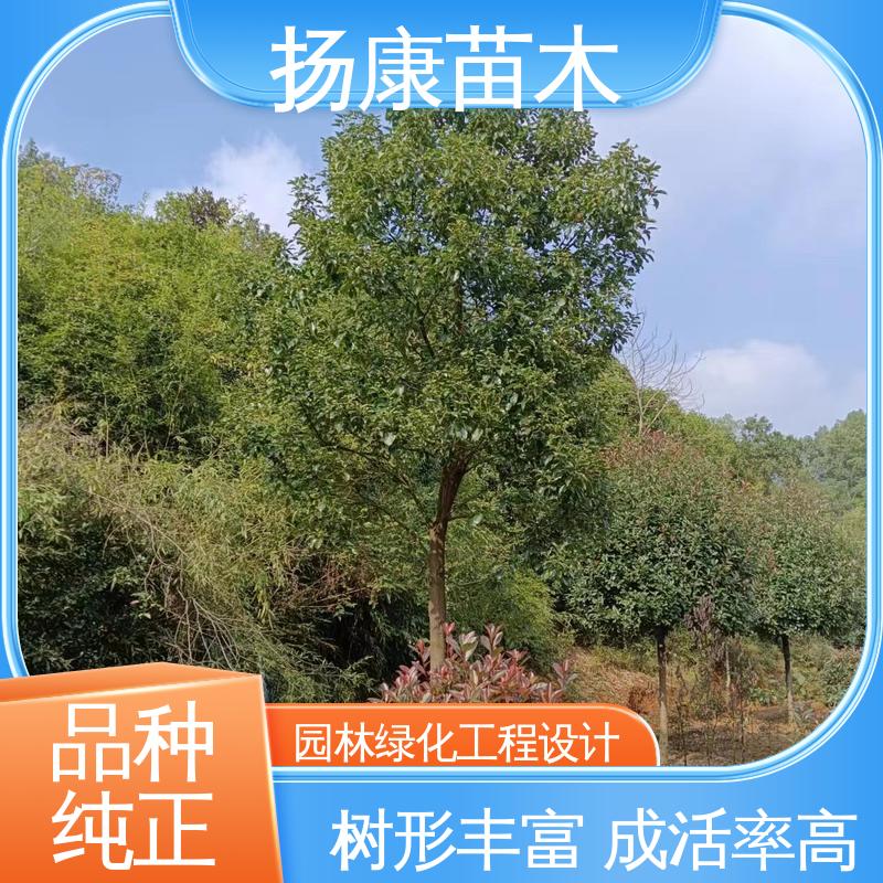 扬康苗木 乐 昌含笑 新农村市政绿化工程改造苗 观赏价值高