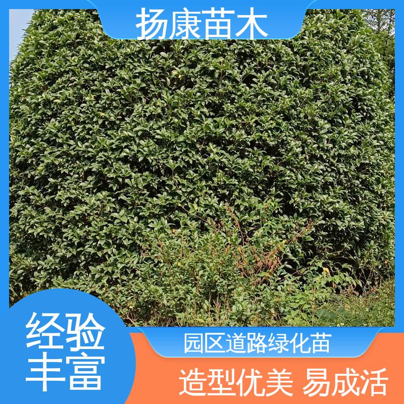 扬康苗木 基地供应 乐 昌含笑苗 道路绿化行道苗 枝叶紧密 美丽多姿