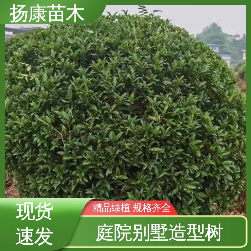 扬康苗木 基地供应 四季桂 月月桂 园林庭院造景植物 精致美丽 易成活