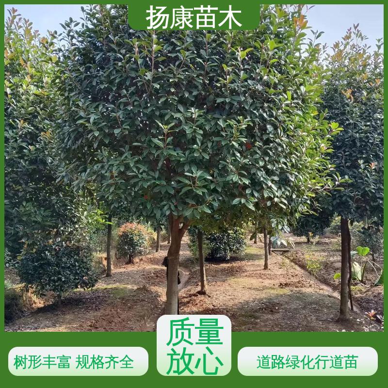 扬康苗木 基地供应 纸石楠球 园林景区栽植 高端大气美观