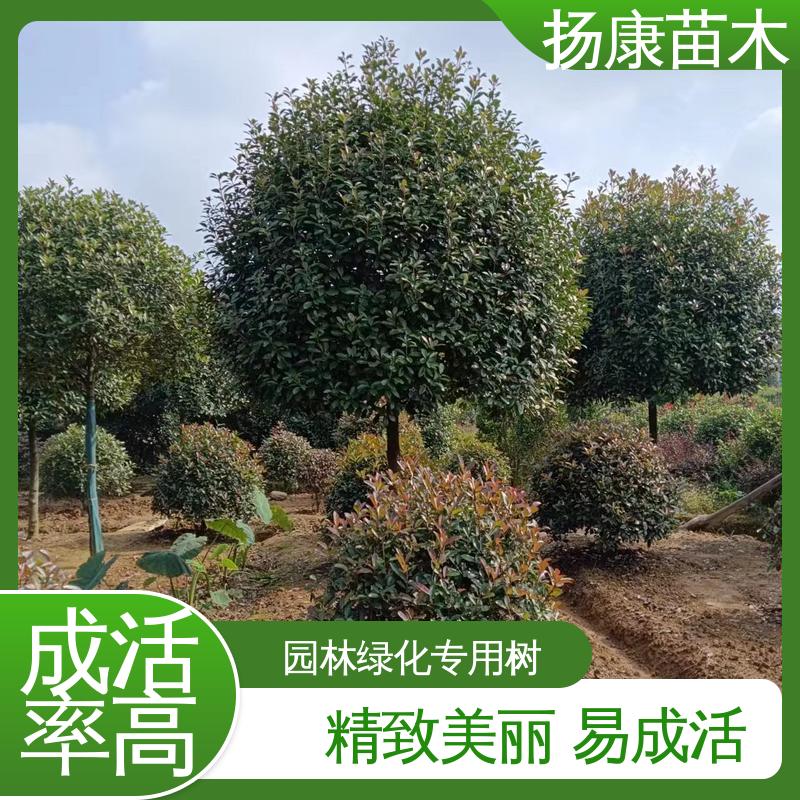 扬康苗木 红叶石楠 园区道路绿化苗 高端大气美观