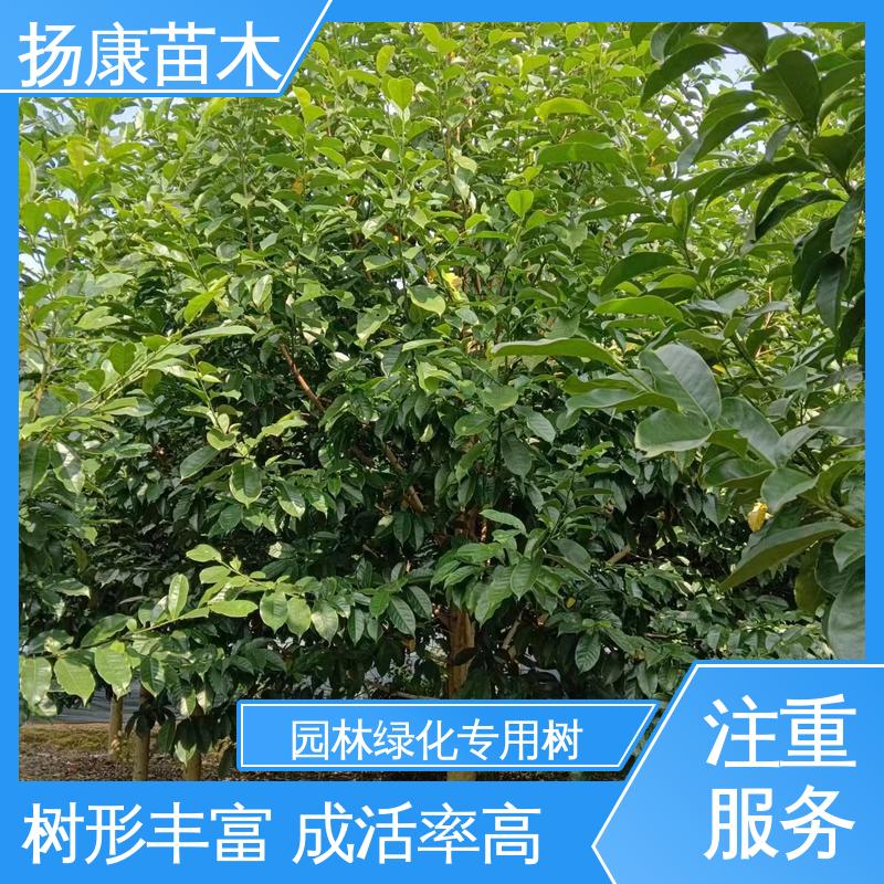 扬康苗木 湖 南 乐 昌含笑 绿化工程专用苗 树形丰富 成活率高