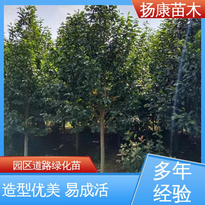 扬康苗木 基地供应 12公分乐 昌含笑 城市景观绿化树 环境适应性强