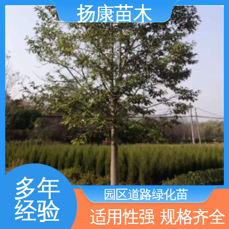 扬康苗木 15公分平 昌含笑 园林绿化专用树 环境适应性强