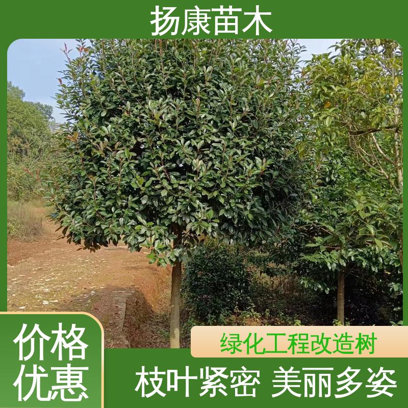 扬康苗木 基地供应 小楠 道路绿化行道苗 精致美丽 易成活