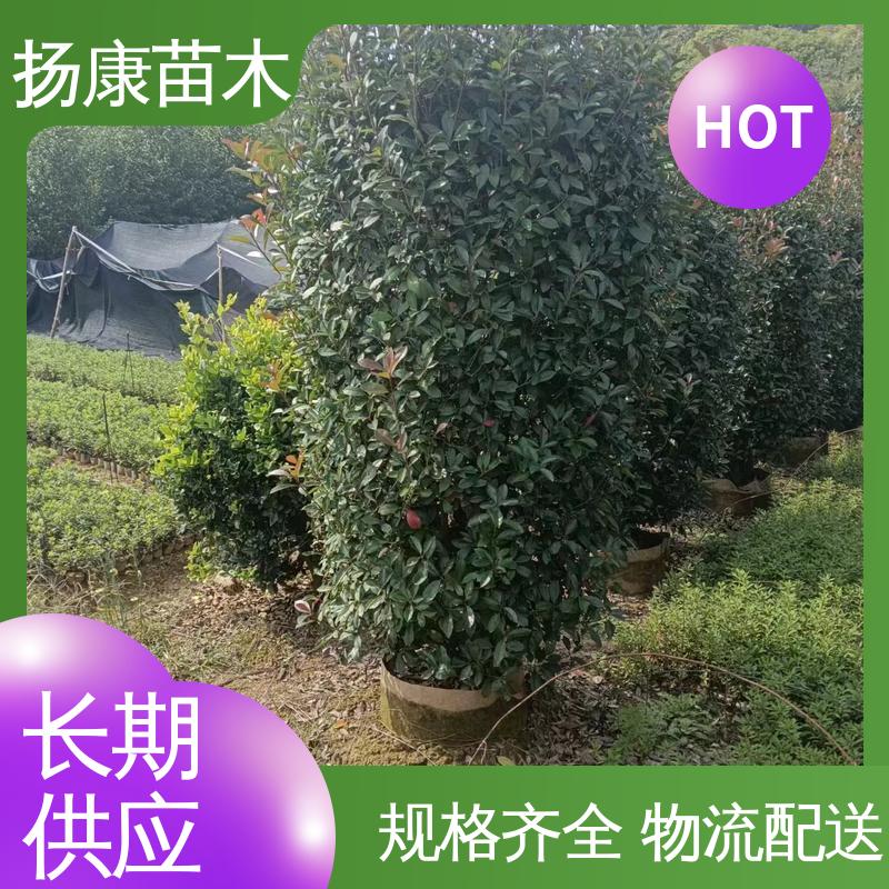 扬康苗木 基地供应 红叶石楠树 园林景区栽植 观赏价值高