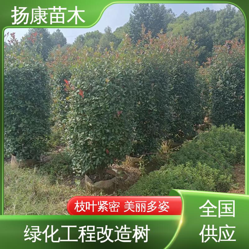 扬康苗木 基地供应 红叶石楠树 园林景区栽植 造型优美 易成活