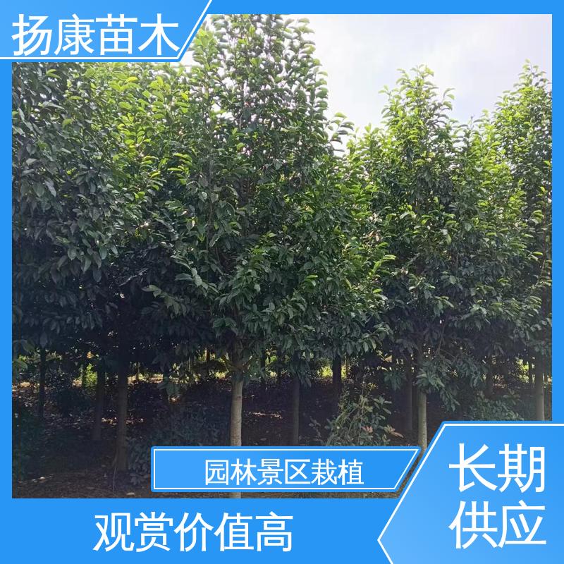扬康苗木 基地供应 12公分乐 昌含笑 园林绿化工程设计 高端大气美观