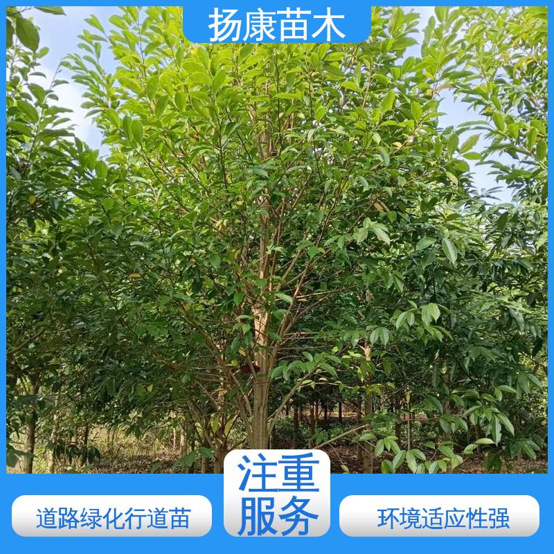 扬康苗木 基地供应 四 川乐 昌含笑 道路绿化行道苗 适用性强 规格齐全