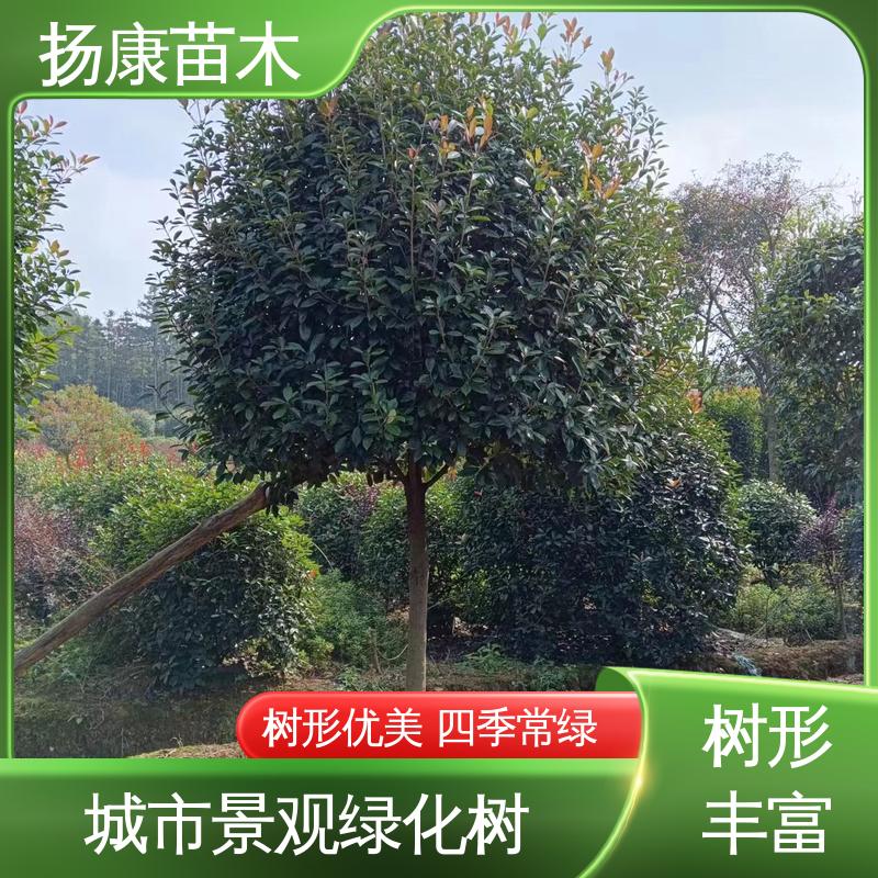扬康苗木 基地供应 红叶南栓 园林景区栽植 环境适应性强