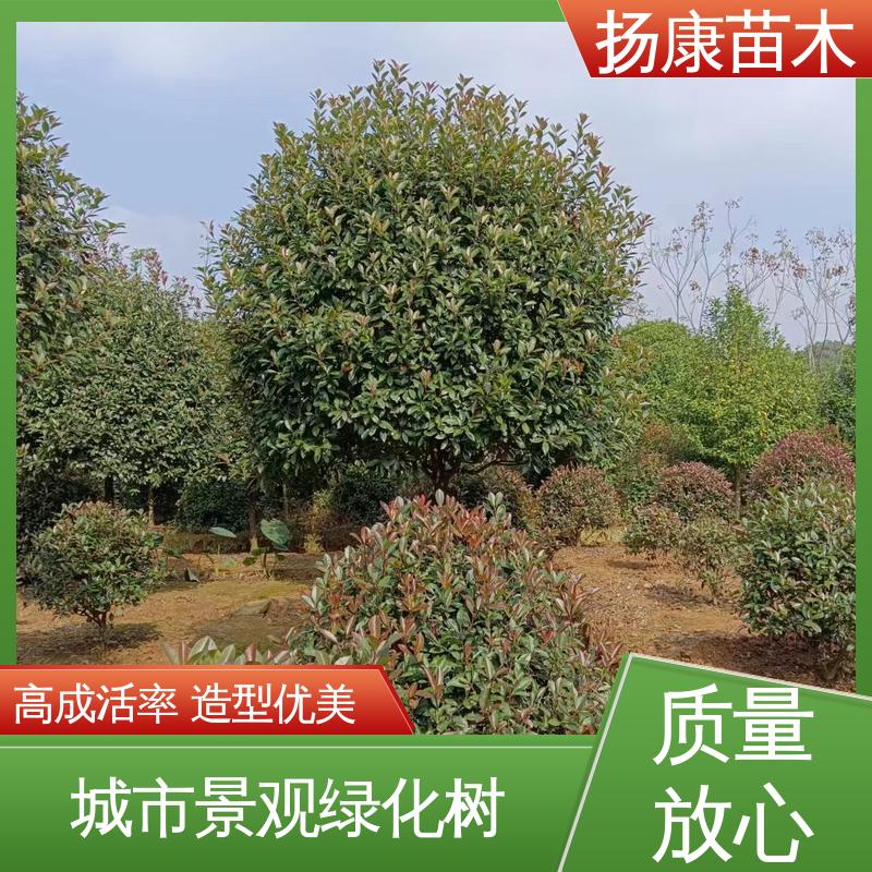 扬康苗木 基地供应 红叶石楠 绿化工程改造苗 造型优美 易成活