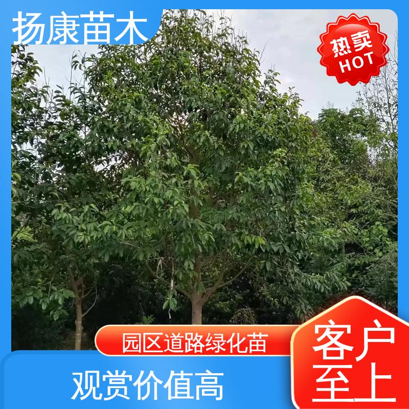 扬康苗木 基地供应 15公分平 昌含笑 绿化工程行道树 高成活率 规格齐全