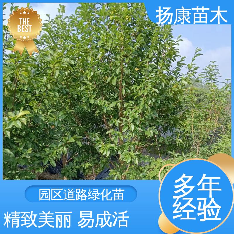 扬康苗木 基地供应 四 川乐 昌含笑 园林庭院造景植物 环境适应性强