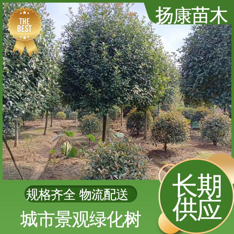 扬康苗木 小楠 园林绿化专用树 适用性强 规格齐全