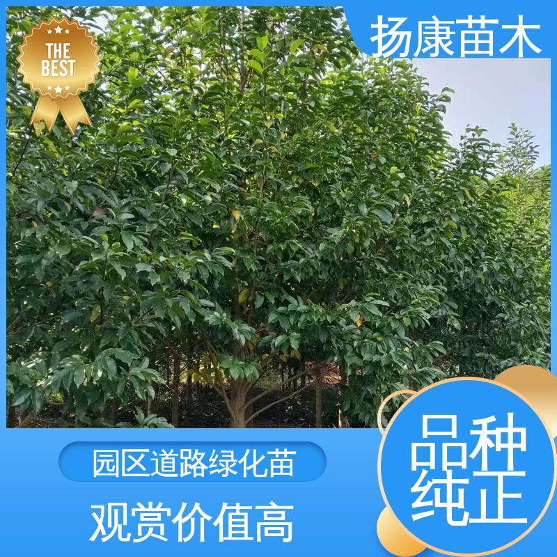 扬康苗木 18公分乐 昌含笑 城市景观绿化树 适用性强 规格齐全