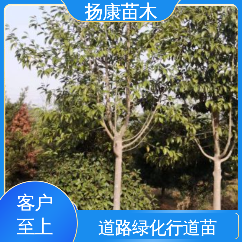 扬康苗木 乐 昌含笑苗 园林绿化工程设计 高端大气美观