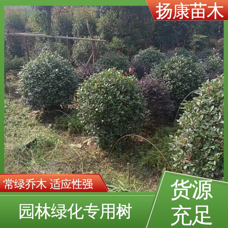 扬康苗木 红叶石楠树 园林绿化工程设计 树形丰富 成活率高