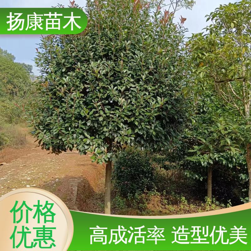 扬康苗木 小楠 城市景观绿化树 树形丰富 成活率高