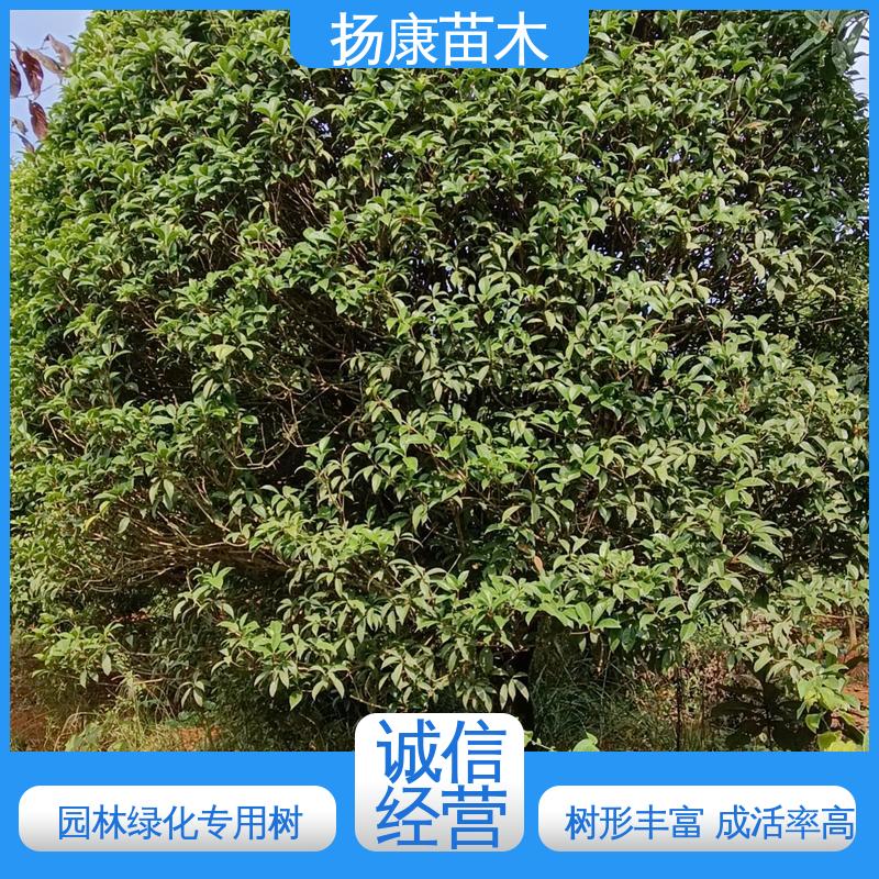 扬康苗木 乐 昌含笑 园林庭院造景植物 枝叶紧密 美丽多姿