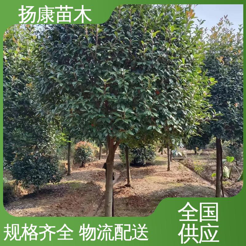 扬康苗木 红叶南栓 园林绿化专用树 环境适应性强