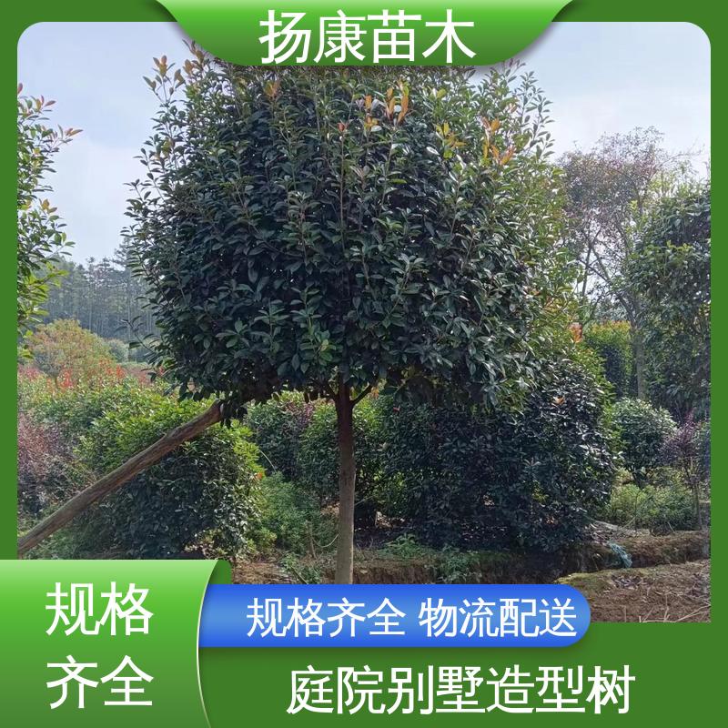 扬康苗木 基地供应 红叶石楠球 园林绿化工程设计 精致美丽 易成活