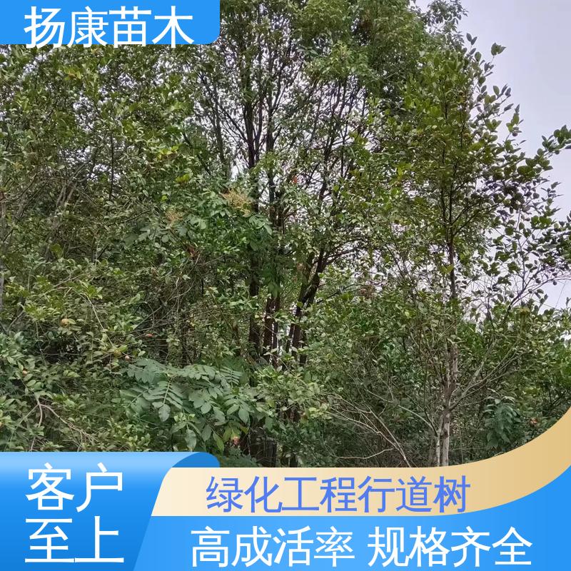 扬康苗木 乐 昌含笑 绿化工程专用苗 环境适应性强