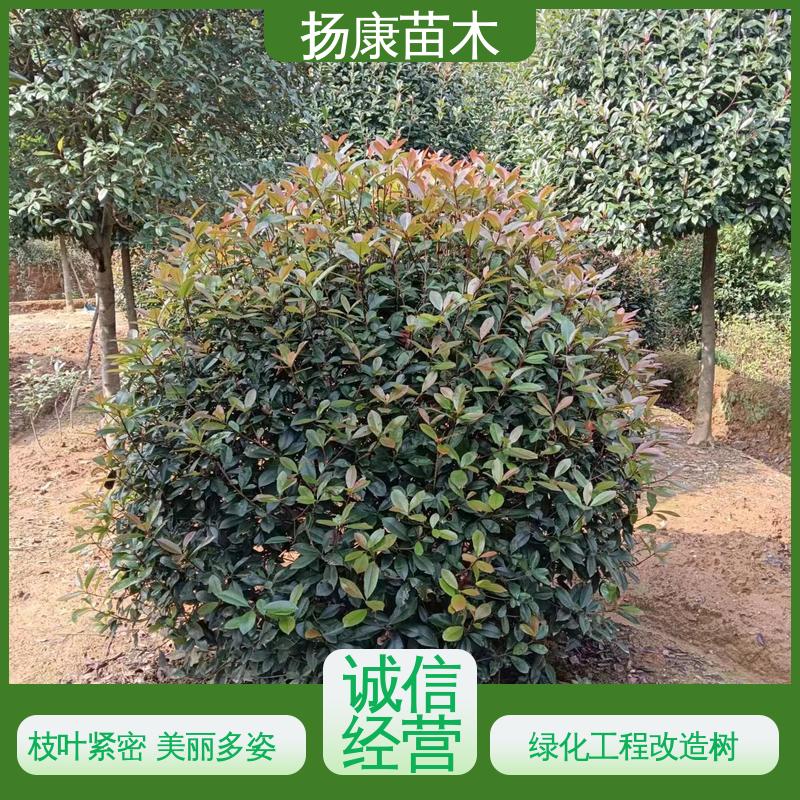 扬康苗木 红叶南栓 园林庭院造景植物 观赏价值高