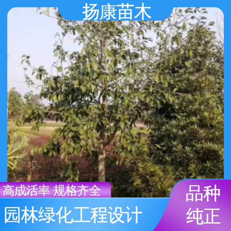 扬康苗木 20公分乐 昌合笑 园区道路绿化苗 枝叶紧密 美丽多姿