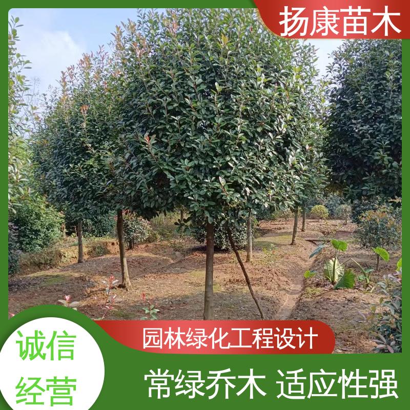 扬康苗木 基地供应 红叶石楠球 园林景区栽植 树形丰富 成活率高