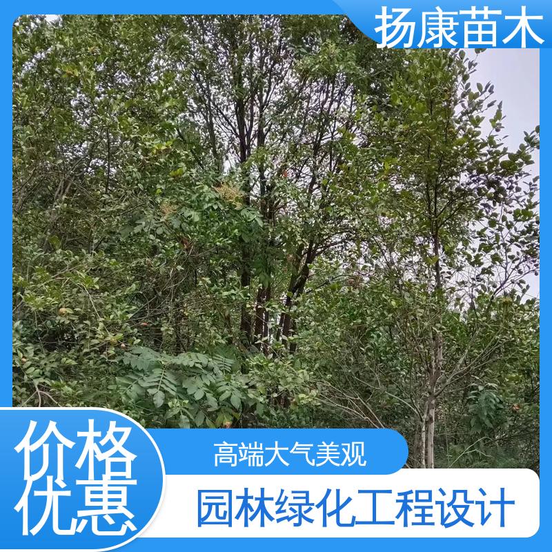 扬康苗木 18公分乐 昌含笑 园区道路绿化苗 高成活率 规格齐全