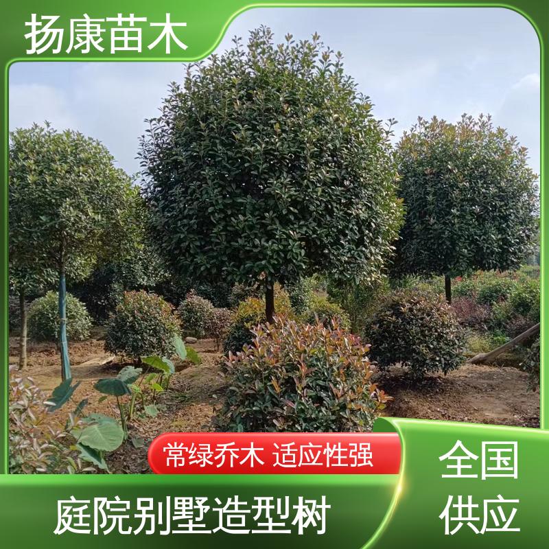 扬康苗木 基地供应 红叶南栓 绿化工程行道树 树形丰富 成活率高
