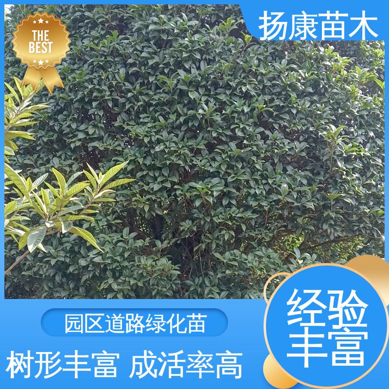 扬康苗木 湖 南 乐 昌含笑 园林庭院造景植物 精致美丽 易成活