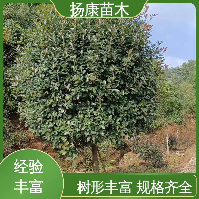 扬康苗木 小楠 道路绿化行道苗 造型优美 易成活