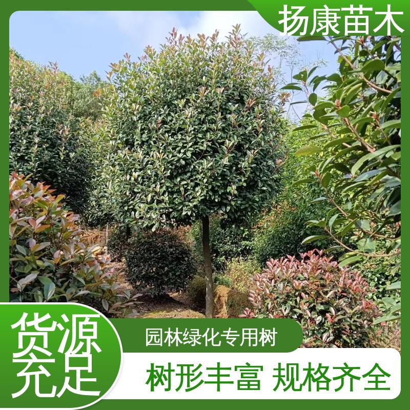 扬康苗木 基地供应 红叶石楠 园林庭院造景植物 树形丰富 成活率高