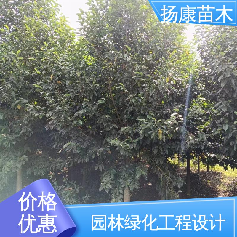 扬康苗木 基地供应 精品乐 昌含笑 园林绿化专用树 环境适应性强