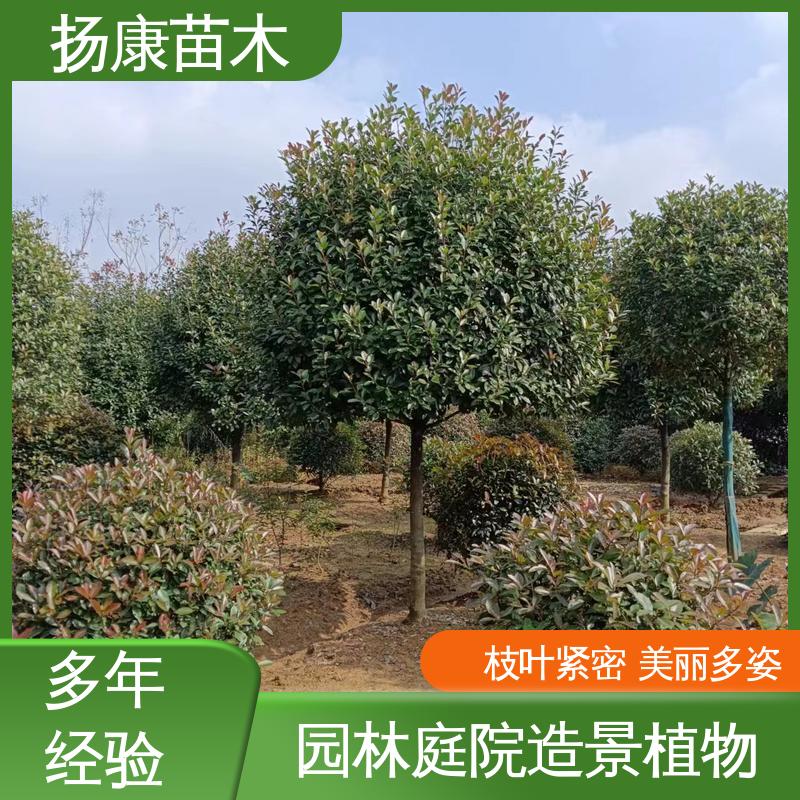扬康苗木 基地供应 小楠 园林绿化工程设计 环境适应性强