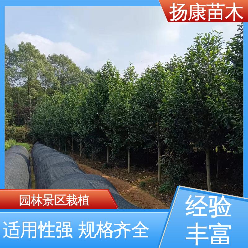 扬康苗木 基地供应 浙 江乐 昌含笑 园林绿化专用树 高端大气美观