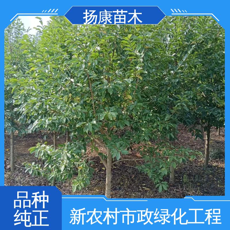 扬康苗木 基地供应 云 南乐 昌合笑 园林庭院造景植物 适用性强 规格齐全