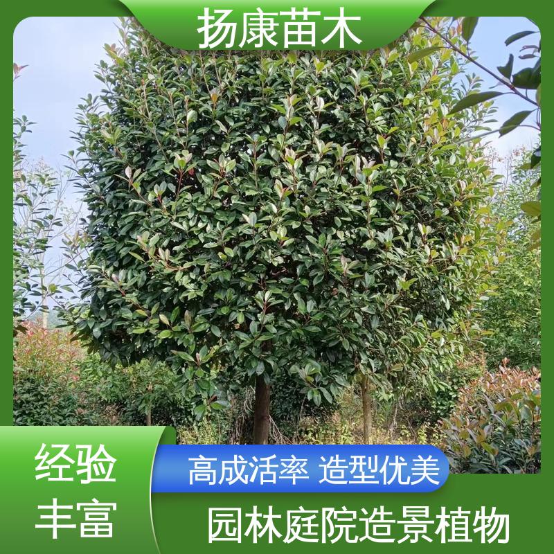 扬康苗木 红叶石楠树 园林绿化专用树 枝叶紧密 美丽多姿
