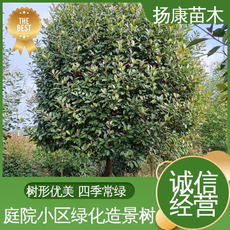 扬康苗木 基地供应 红叶石楠 园林绿化专用树 高端大气美观