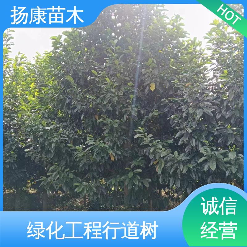 扬康苗木 基地供应 12公分乐 昌含笑 城市景观绿化树 枝叶紧密 美丽多姿